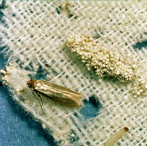 Личинки моли (фото) и как с ними бороться