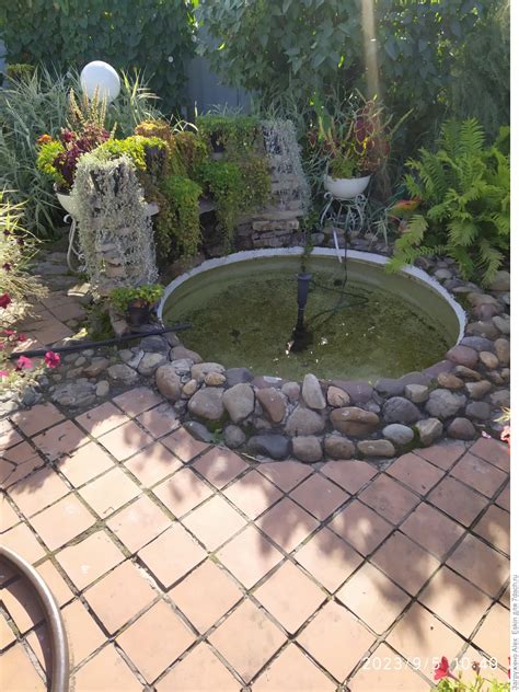 Как я выращиваю дихондру