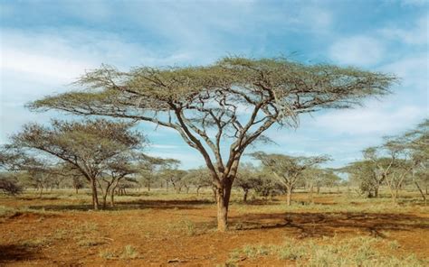 Premium Photo | Umbrella thorn trees vachellia tortilis growing in ...