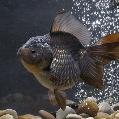 Blue Oranda GOLDFISH Jiangsu Hengfeng Goldfish Oranda Goldfish