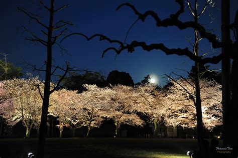 Wallpaper Japan Sunlight Trees Landscape Street Light Night