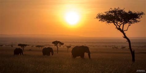 Kenya Vs Tanzania Which Is Better For An African Safari SafariBookings