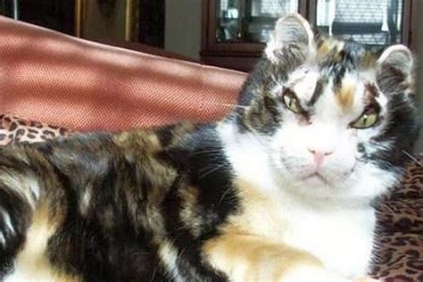 Top 8 Most Legendary Cats In The History Of Mankind Petpress