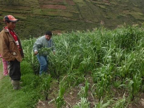 Gobierno Regional De Huancavelica Trabaja En Caracterizaci N De La