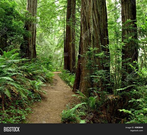 Hiking Path Through Redwood Forest Image & Photo | Bigstock