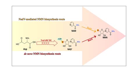 Exploring The De Novo Nmn Biosynthesis As An Alternative Pathway To