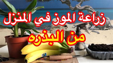 زراعه الموز في المنزل جدآ سهله من البذره Youtube