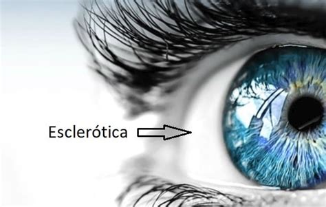 Las Partes Del Ojo Humano Anatom A Y C Mo Funciona Brill Pharma