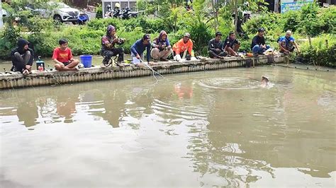 Mancing Ikan Gurame Dan Bawal Indukan Di Kolam Borongan Youtube