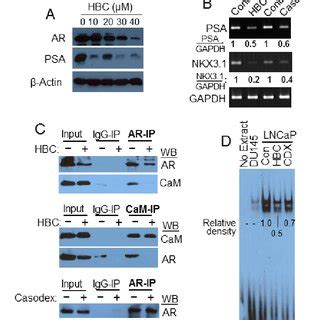 HBC Inhibits AR Transcriptional Activity A Exponentially Growing