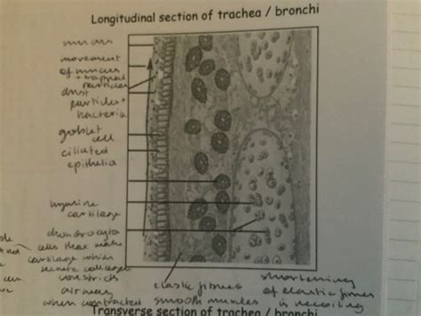 Histology Of The Airways Flashcards Quizlet