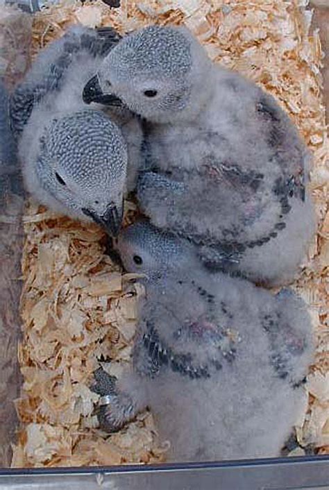 Cute Fuzzy And Smart African Grey Parrot Babies Baby Animal Zoo