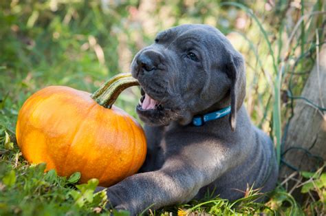 Can Dogs Eat Pumpkin Healthy Paws Pet Insurance