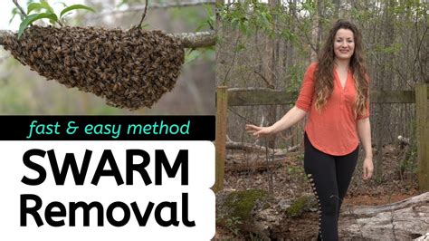 Beekeeping For Beginners Fast Easy Swarm Removal Method YouTube