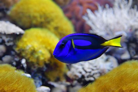 Blue Tang Facts Diet And Habitat Information American Oceans