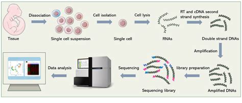 Cell Prep Possibilities Sample Prep And Cell Isolation Methods For Single Cell