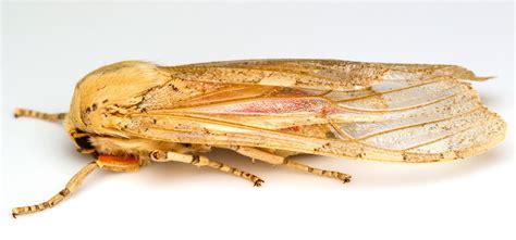 Edwards Glassy Wing Pseudohemihyalea Edwardsii BugGuide Net