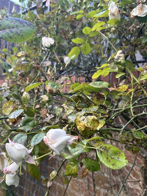 How To Identify And Treat Rose Rust Gardeners Path