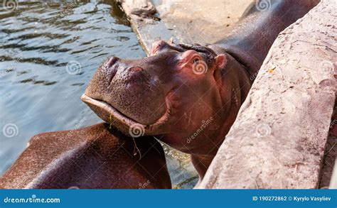 Breeding and Care of Hippos in the Zoo. Care and Control of the World`s ...