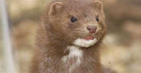 Mink Kits