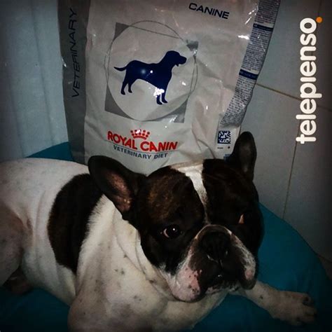 Royal Canin Bulldog Francés Adulto Royal Canin Veterinary Canine