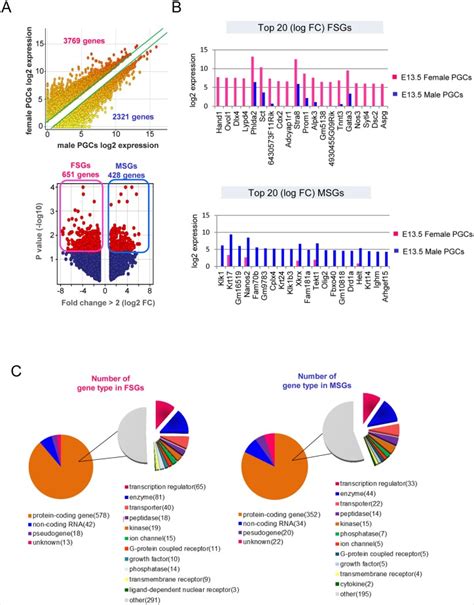 Sex Specification And Heterogeneity Of Primordial Germ Cells In Mice Pmc