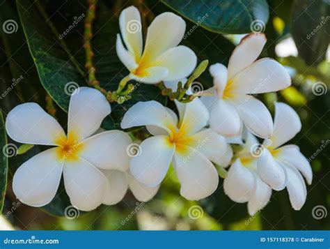 Flores Blancas Y Amarillas Foto De Archivo Imagen De Blanco