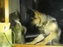 Slap Dog Slap Shiba GIF - Slap Dog Slap Shiba Ruocgiff - Discover & Share GIFs