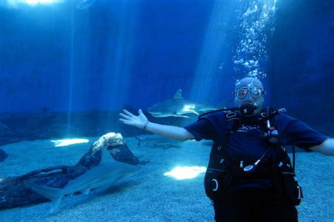 SHARK DIVE MAUI at The Maui Ocean Center - Blaze Anderson