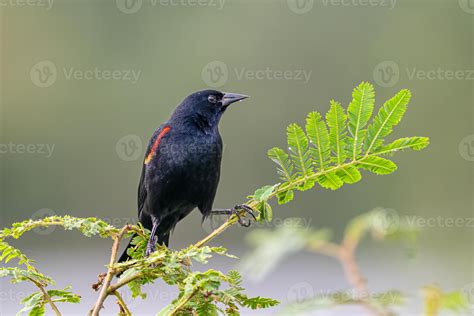 The red-winged blackbird, Agelaius phoeniceus, is a passerine bird of