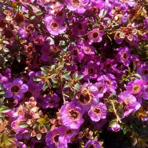 Leptospermum scoparium 'Dark Night' (Mānuka) – Pikirangi Online Garden
