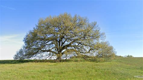 Une équipe Se Mobilise Pour Sauver Le Chêne De Tombebœuf « Arbre De L