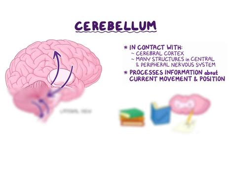 SOLUTION Cerebellum Functions And Dysfuctions Studypool