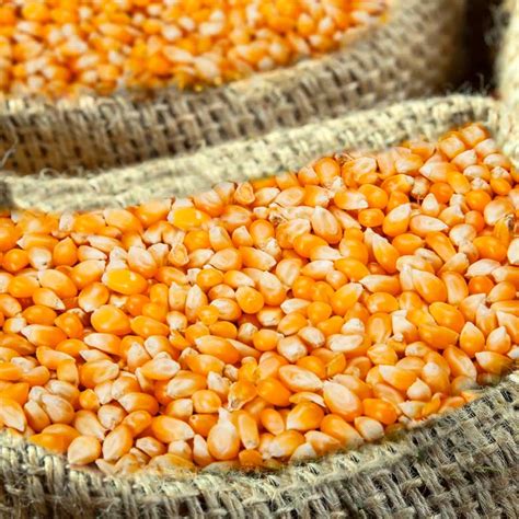 Кукуруза, 40 кг - Продажа зерна оптом и в розницу по низким ценам в ...