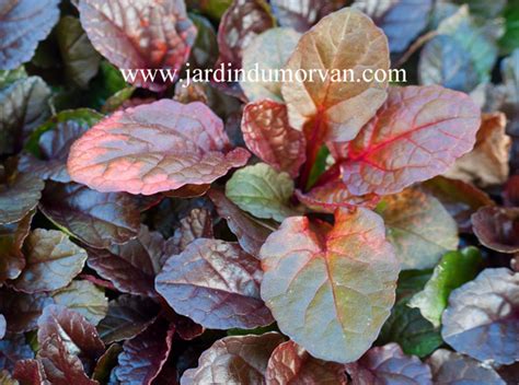 Ajuga Reptans Rainbow Une Plante Vivace Du Jardin Du Morvan La