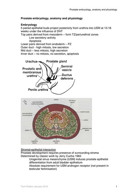 Solution Prostate Embryology Anatomy And Physiology Studypool