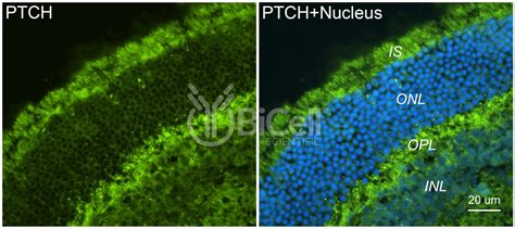 Patched Ptch Or Ptch Antibody Bicell Scientific