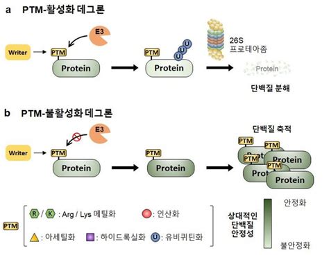 단백질 번역 후 조절 코드 규명획기적 암 치료제 나올까 의협신문