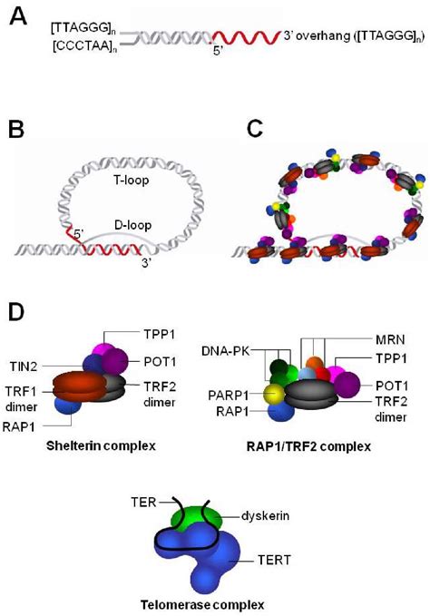 Figure 1 From Telomere Protein Complexes And Interactions With