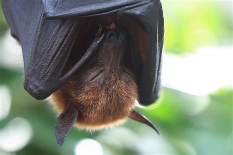 In the Philippines’ Boracay, flying foxes are going, going, gone