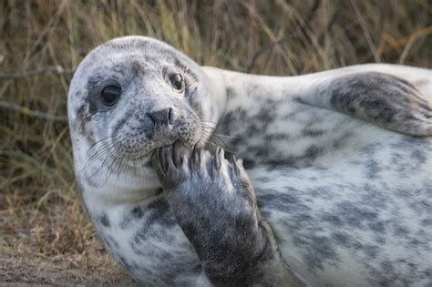 Visitare L Isola Di Helgoland In Germania Emotion Recollected In