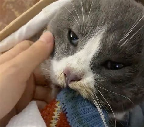 Pet passion: dying China cat clings to owner with last breath, dog