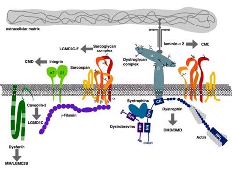 Duchenne Muscular Dystrophy | PPT