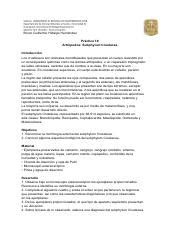 Pr Ctica Subphylum Crustacea Hidalgo Hern Ndez Lab Bio Inv Pdf