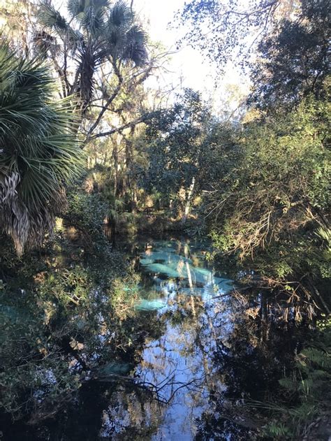 Juniper Springs, Ocala National Forest, FL : hiking