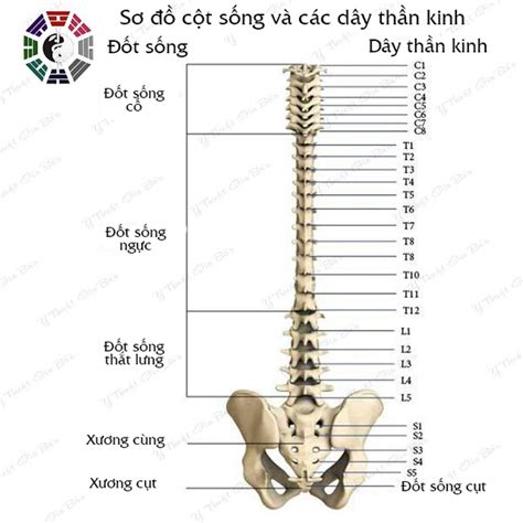 Bộ Xương Các Loại Xương Và Khớp Xương Người Trị Liệu Gia Bảo