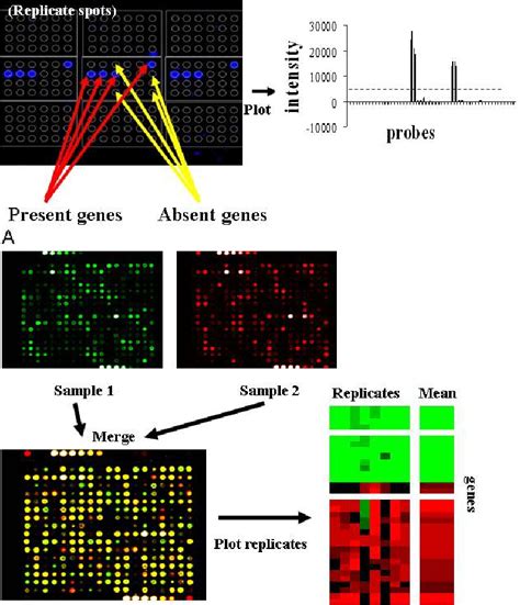 Gene Detection And Gene Expression Microarrays A Gene Detection