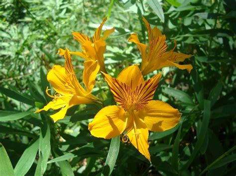 Ficha De Alstroemeria Aurantiaca Amancay