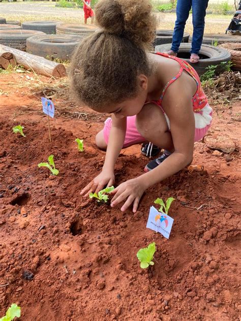 Doa O De Mudas Garante Verduras Fresquinhas Na Alimenta O De Instituto