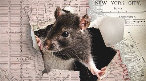 Petition · Help Us Control Rat Infestation In New York City - United ...